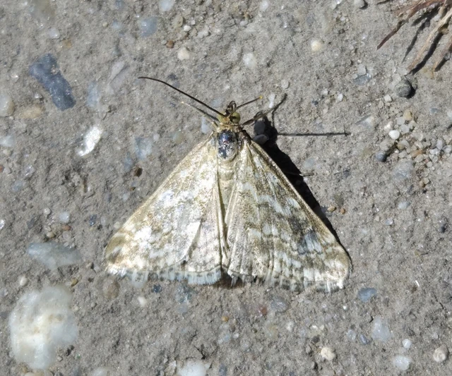 Evergestis frumentalis - tavaszi dudvamoly