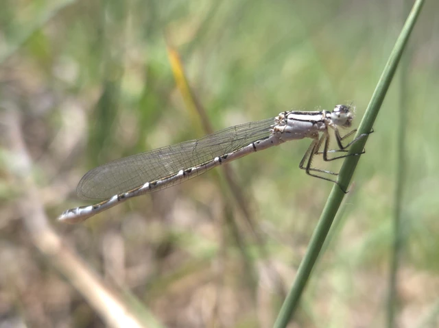 Enallagma cyathigerum - kéksávos légivadász