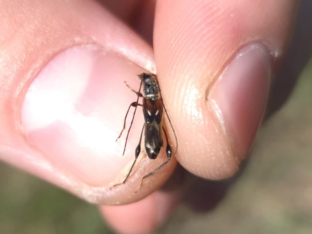 Molorchus minor - kis légycincér