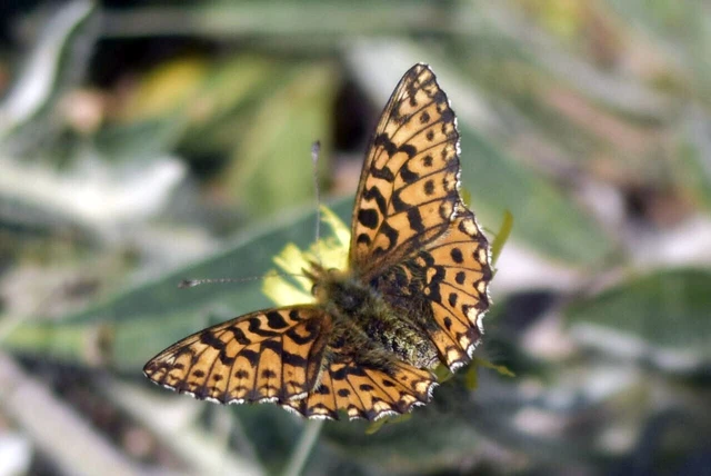 Boloria dia - kis gyöngyházlepke