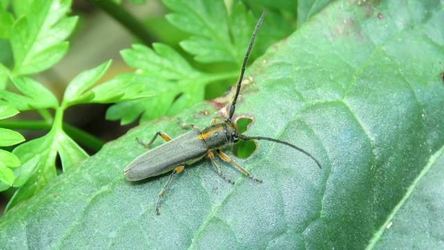 Phytoecia icterica - murokcincér Phytoecia icterica - murokcincér