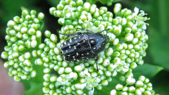 Oxythyrea funesta - sokpettyes virágbogár
