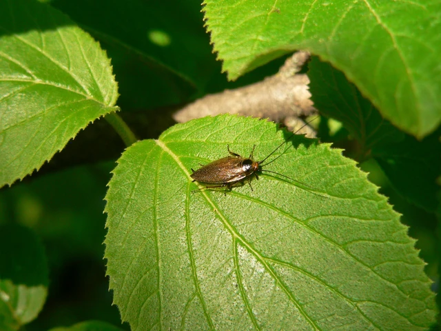 Blattodea - Csótányok Blattodea - Csótányok
