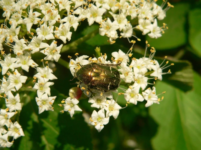 Cetonia aurata - aranyos virágbogár