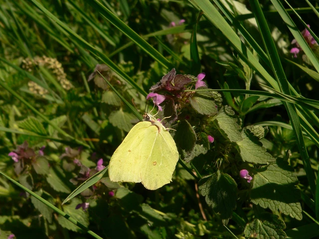 Gonepteryx rhamni - citromlepke