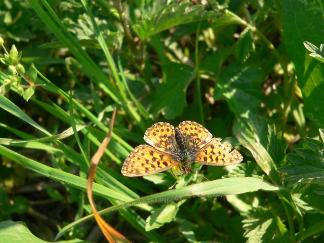 Boloria dia - kis gyöngyházlepke