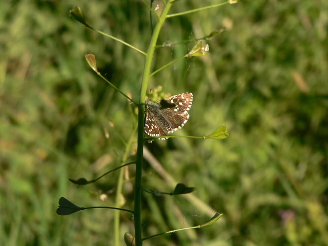 Pyrgus malvae - kis busalepke