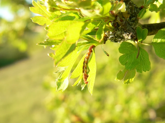 Erannis defoliaria - nagy téliaraszoló