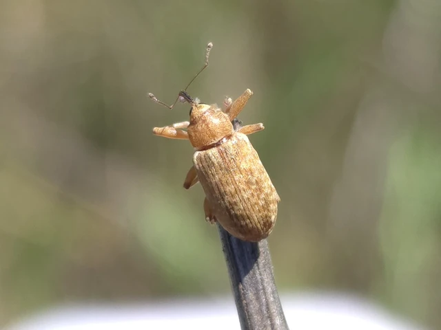 Dorytomus longimanus - kétalakú hangormányos