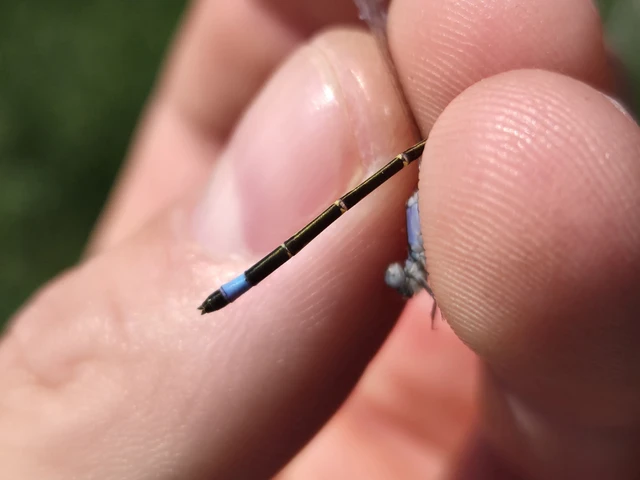 Ischnura elegans pontica - kéköves légivadász
