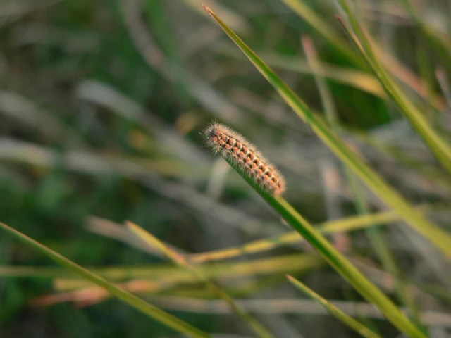 Pentophera morio - réti gyapjaslepke
