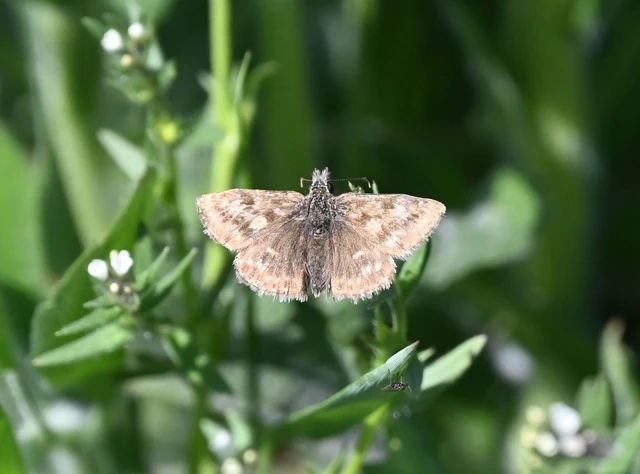 Erynnis tages - cigánylepke