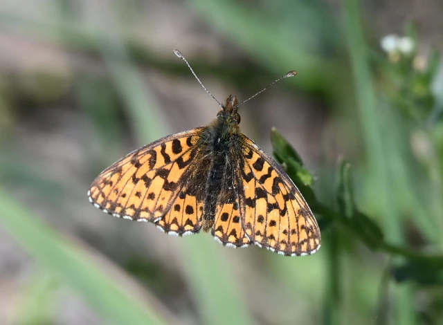Boloria dia - kis gyöngyházlepke