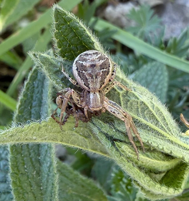 Xysticus