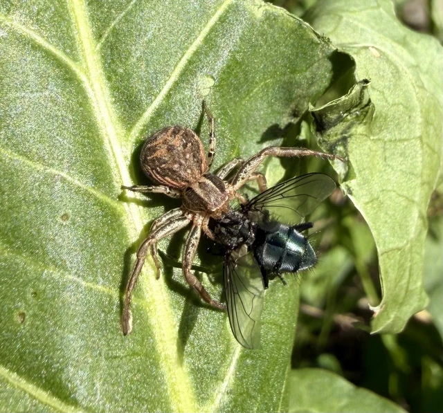 Xysticus