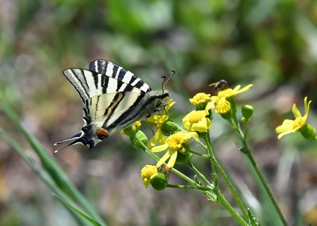 Iphiclides podalirius - kardoslepke