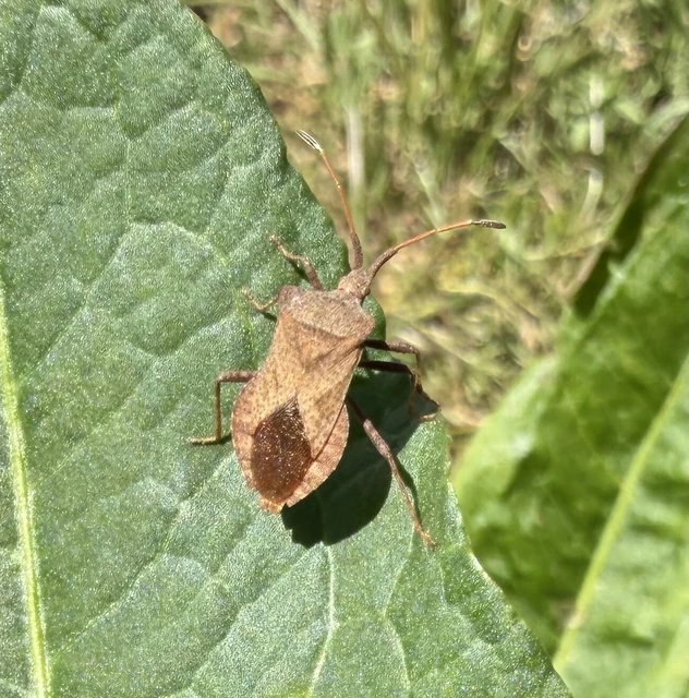 Coreus marginatus - közönséges karimáspoloska