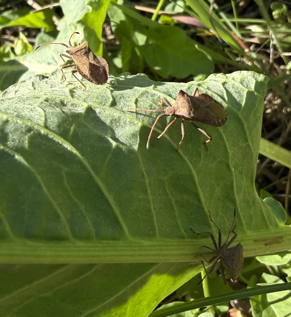 Coreus marginatus - közönséges karimáspoloska