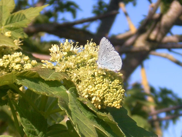 Celastrina argiolus - bengeboglárka