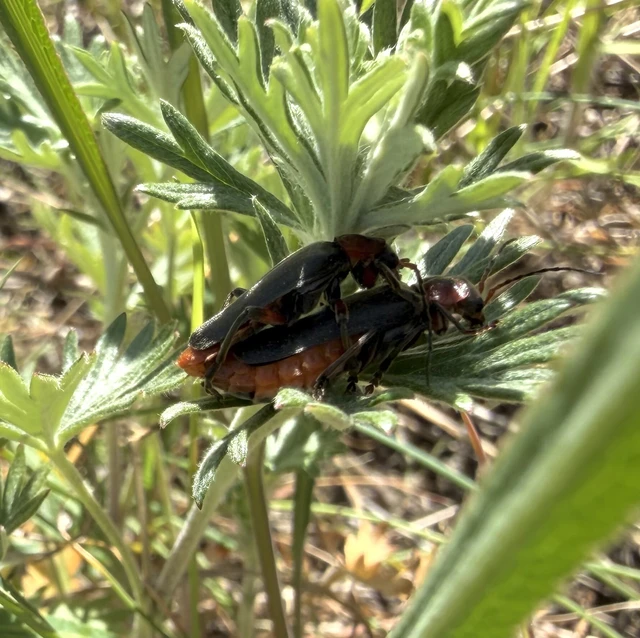 Cantharis rustica - suszterbogár