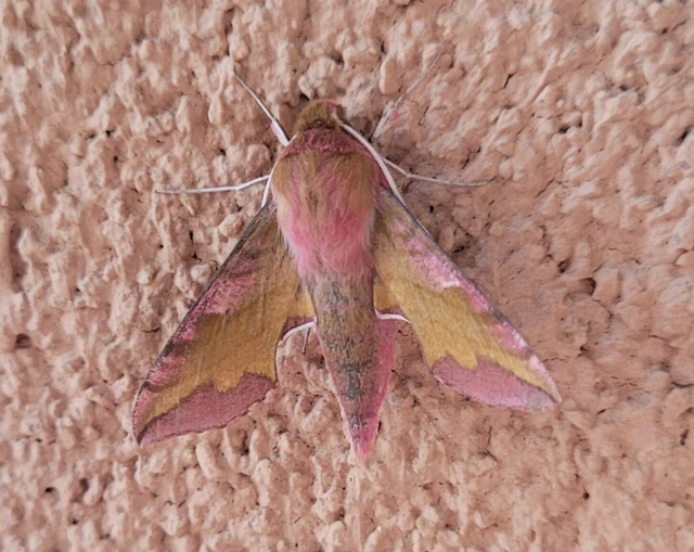 Deilephila porcellus - piros szender