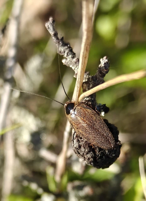 Blattodea - Csótányok Blattodea - Csótányok