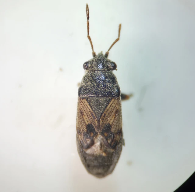 Megalonotus