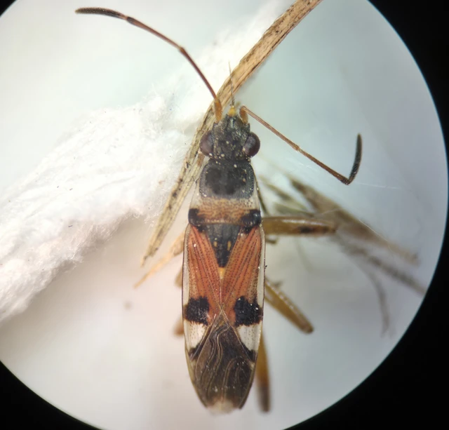 Beosus quadripunctatus - pettyes homokibodobács