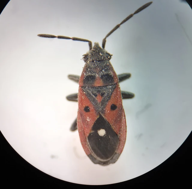 Melanocoryphus tristrami