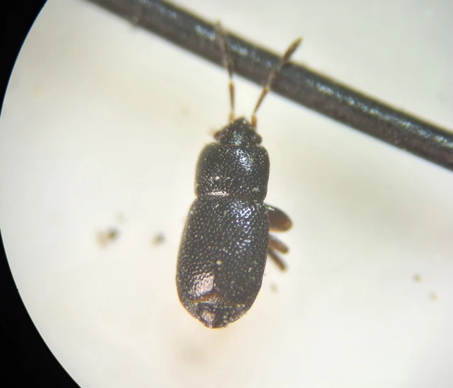 Plinthisus