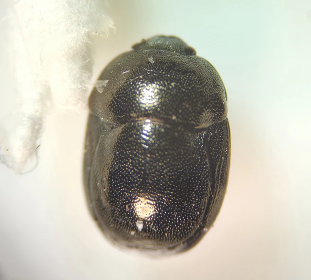 Thyreocoris scarabaeoides - fémes földipoloska