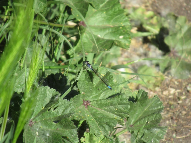 Ischnura elegans pontica - kéköves légivadász