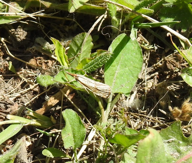 Thisanotia chrysonuchella - tavaszi fűgyökérmoly