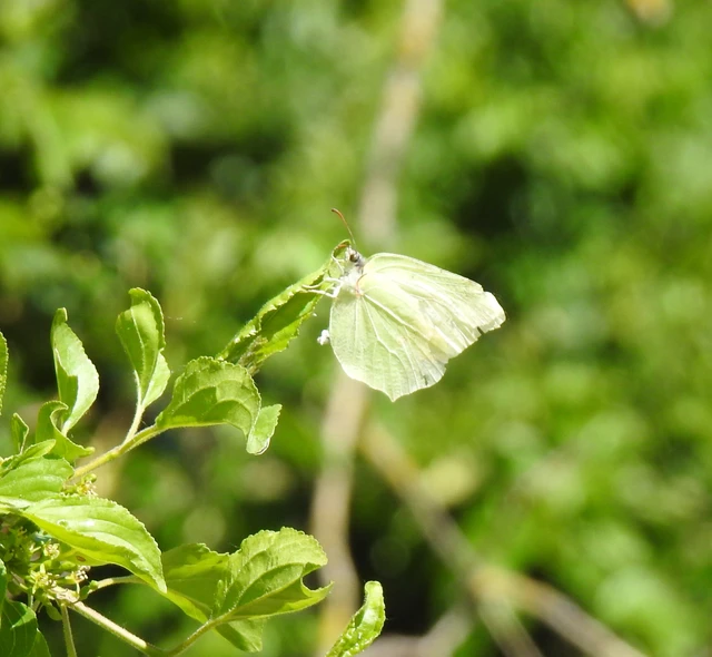 Gonepteryx rhamni - citromlepke