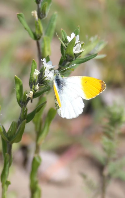 Anthocharis cardamines - hajnalpírlepke