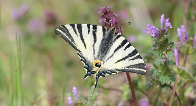Iphiclides podalirius - kardoslepke