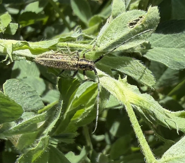 Agapanthia cardui - sávos bogáncscincér
