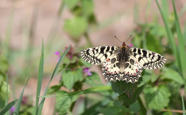 Zerynthia polyxena - farkasalmalepke
