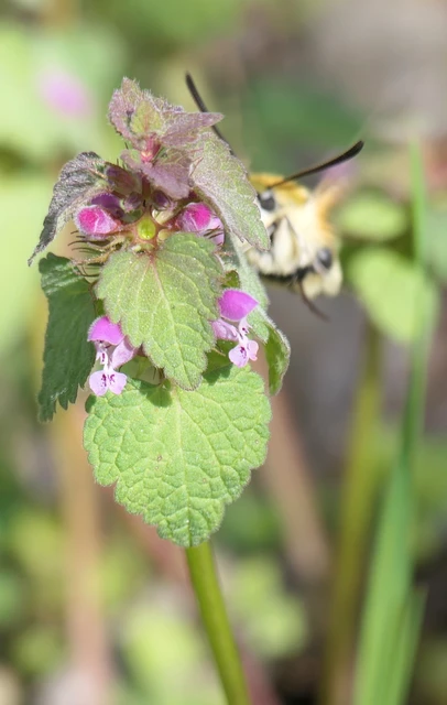 Hemaris tityus - pöszörszender Hemaris tityus - pöszörszender
