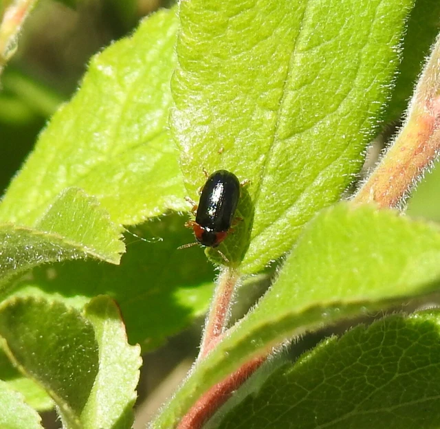 Smaragdina