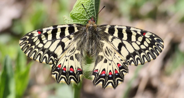 Zerynthia polyxena - farkasalmalepke