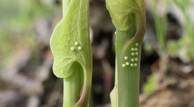 Zerynthia polyxena - farkasalmalepke