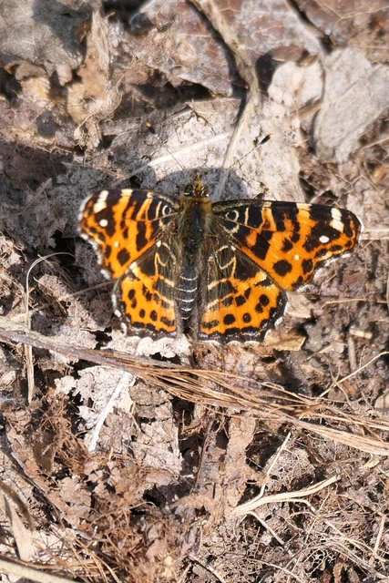 Araschnia levana - pókhálós lepke