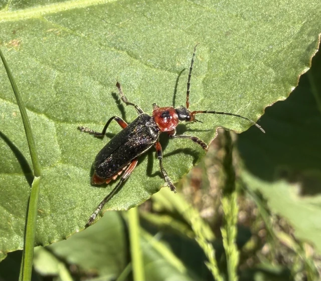 Cantharis rustica - suszterbogár