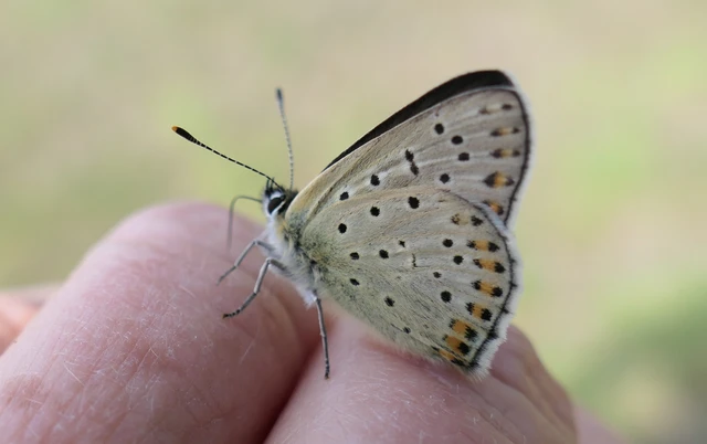 Lycaena tityrus - barna tűzlepke