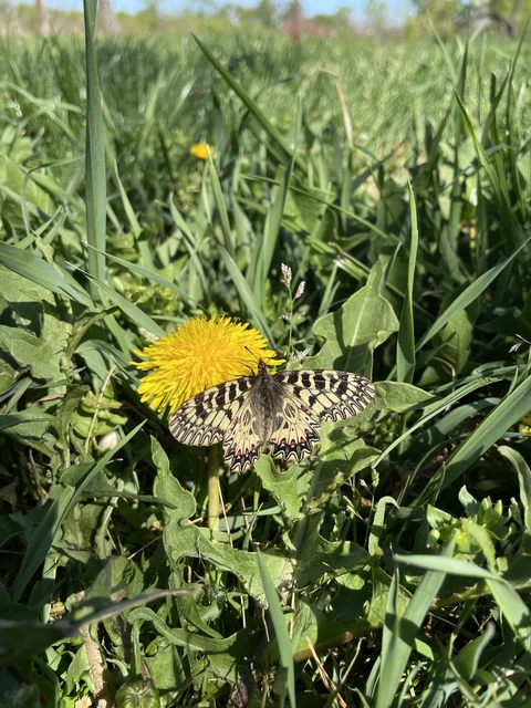 Zerynthia polyxena - farkasalmalepke