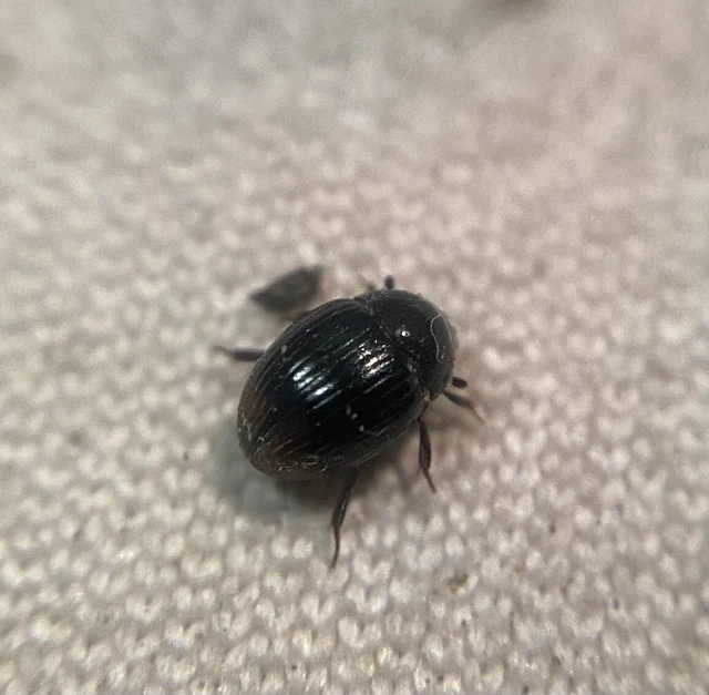 Cercyon ustulatus - kétíves iszapcsiborka Cercyon ustulatus - kétíves iszapcsiborka