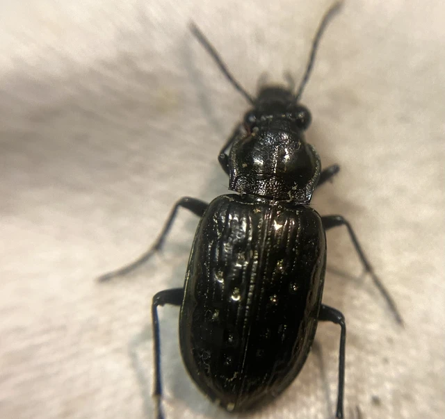 Blethisa multipunctata - gödrös pocsolyafutó