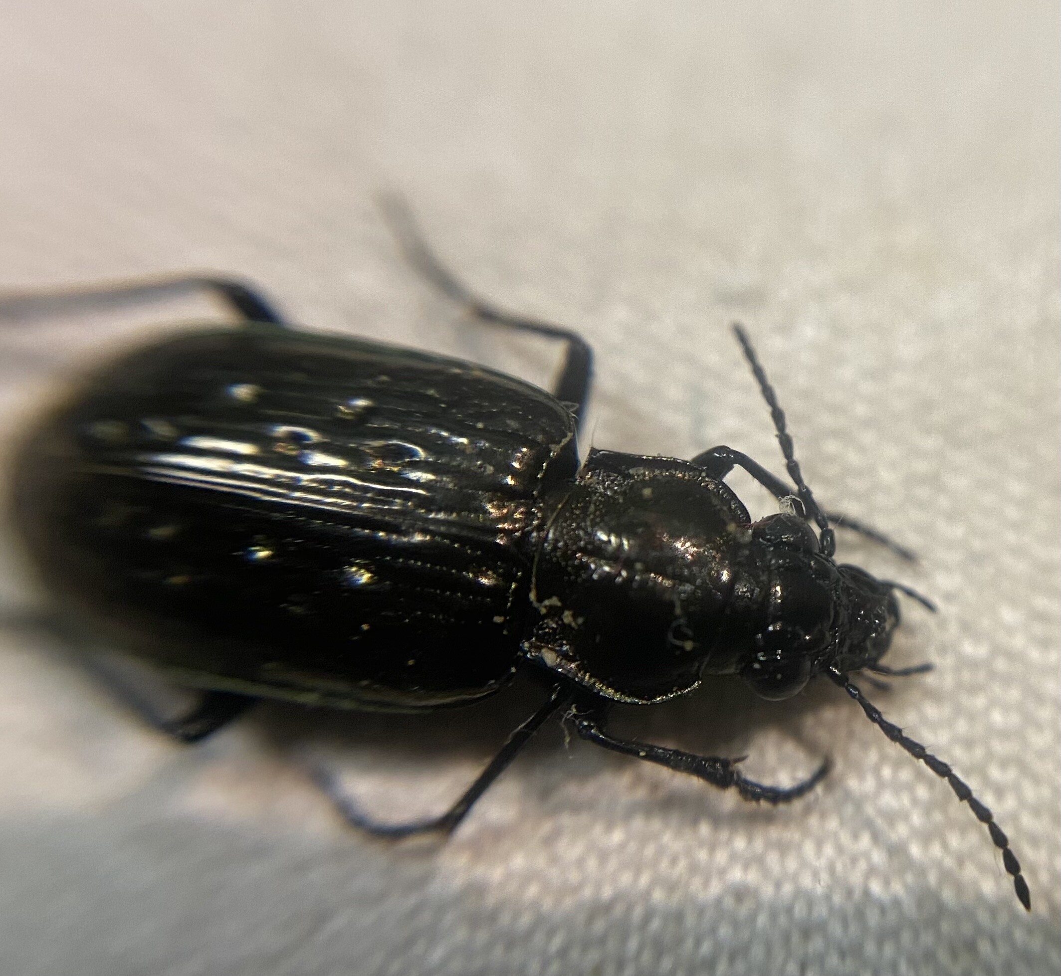 Blethisa multipunctata - gödrös pocsolyafutó