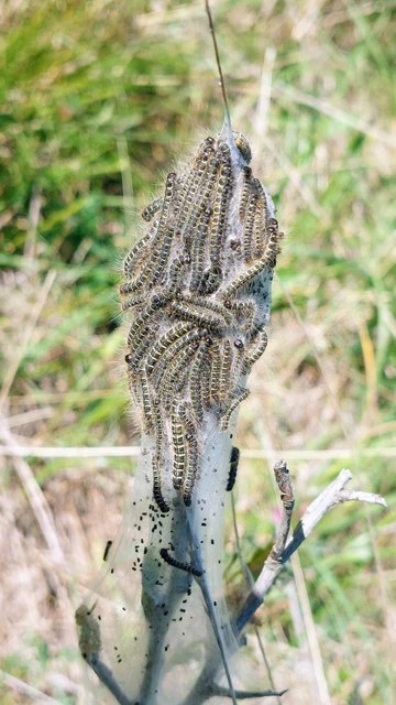 Eriogaster lanestris - tavaszi gyapjasszövő